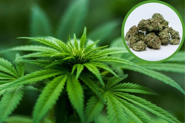 Cannabis and COVID-19: Reasons for Concern