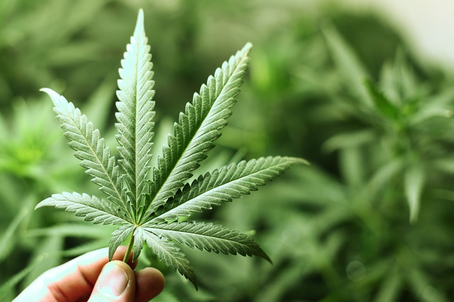Marijuana: Myths, Effects, Risks, and How to Get Help