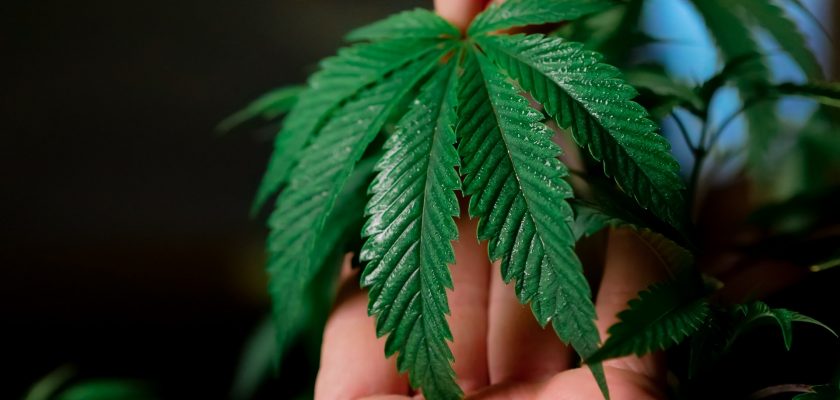 The Legitimacy of Medical Marijuana