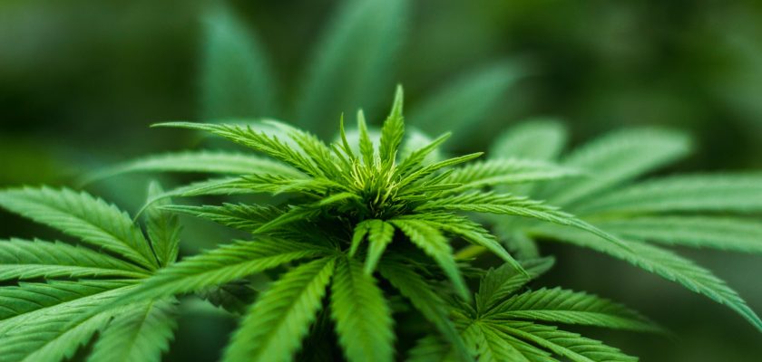 Cannabis And COVID-19: Reasons For Concern